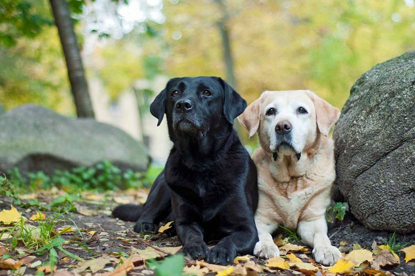 Labrador Retriever