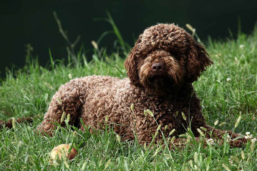 Lagotto Romagnolo