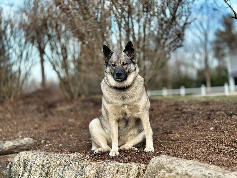 Norwegischer Elchhund