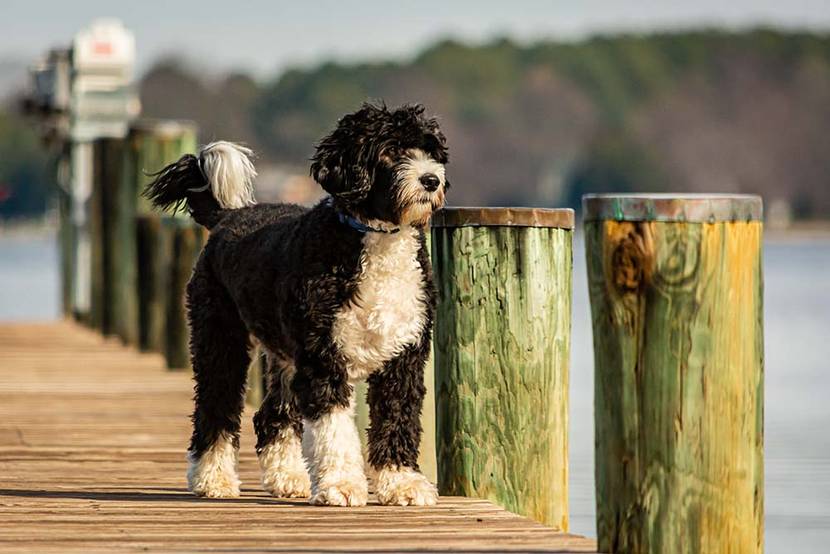 Portugiesischer Wasserhund