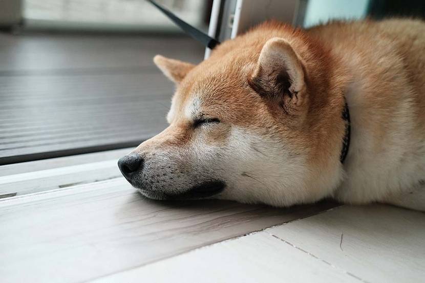 Shiba Inu