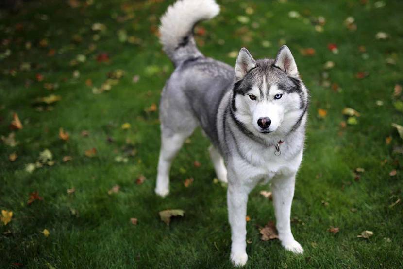 Siberian Husky