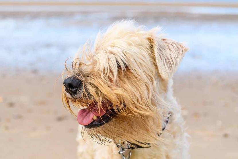 Soft Coated Wheaten Terrier