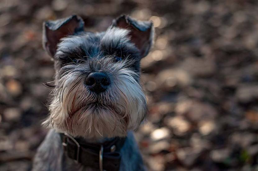 Standard-Schnauzer