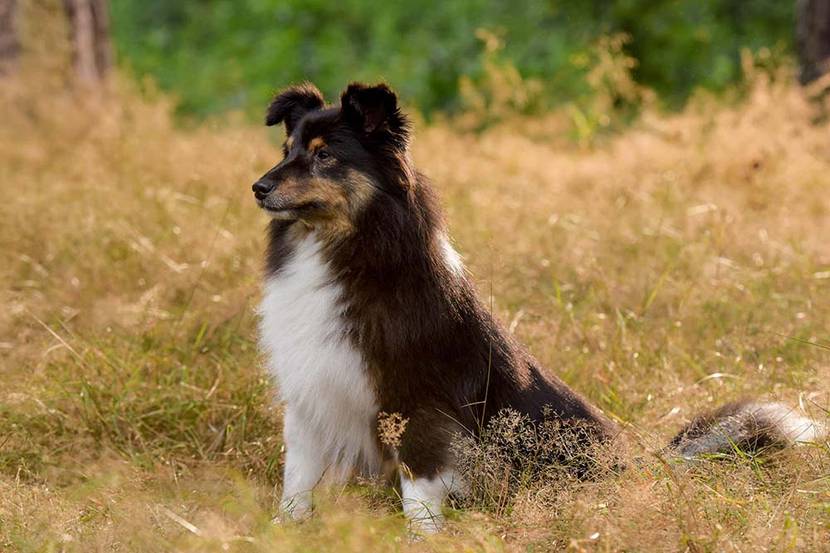 Shetland-Schäferhund