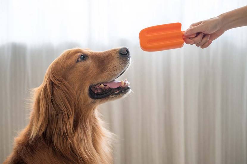 Ein Mango-Eis für den Hund