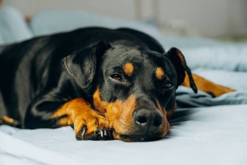 Hund liegt entspannt auf dem Boden