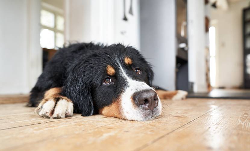 Hund liegt entspannt auf dem Boden