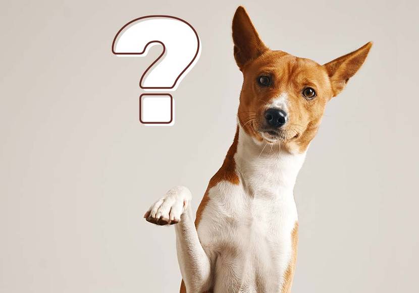 Ein verwirrter Hund mit Fragezeichen