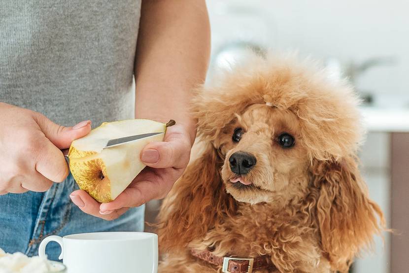 Hund wartet auf seine Birne, die gerade geschnitten wird
