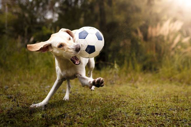 Vitaler Hund spielt mit Ball