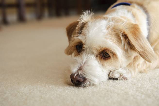 Niedergeschlagener Hund liegt auf dem Boden