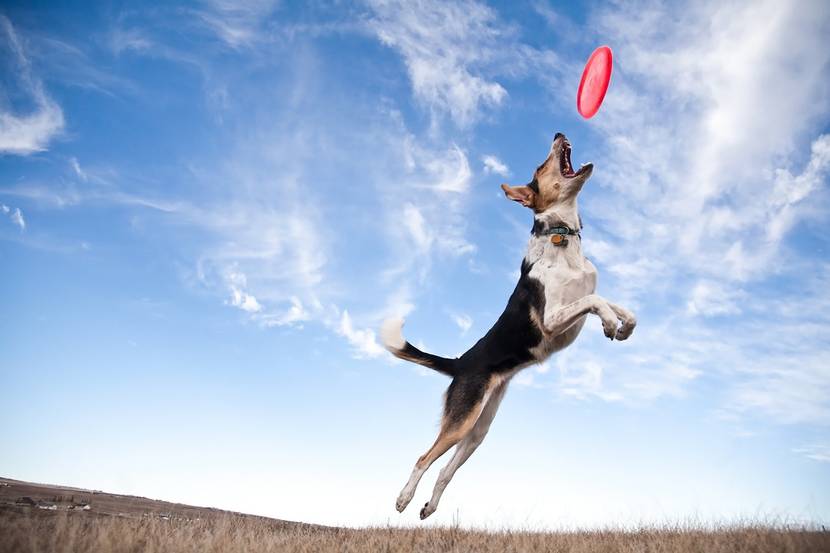 Hund springt zu Frisbee