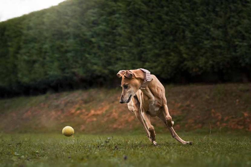 Hund rennt auf einer Wiese einem Ball hinterher
