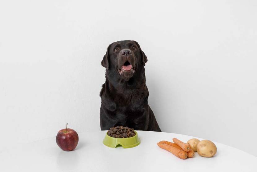 Hund sitzt vor gesunden Lebensmitteln und einem Futternapf