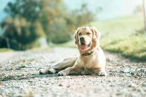 Hilfe, mein Hund frisst Erde - Ursachen und Lösungen