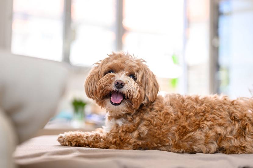 Ein paar Tipps zur Auswahl von hochwertigem Hundefutter