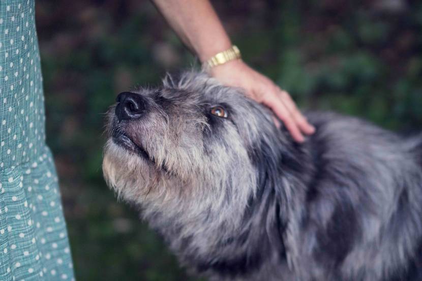 Ein älterer Hund schaut liebevoll zu einer Person auf