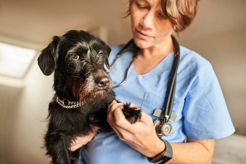 Tierarzt hält einen schwarzen Hund im Arm während der Untersuchung
