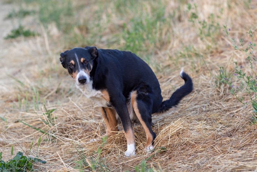 Wenn der Haufen ruft: Hundekot-Session auf der Wiese