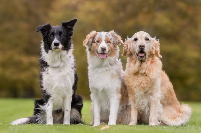 Border Collie, Golden Retriever, Australian Shepherd auf einem Feld zusammen
