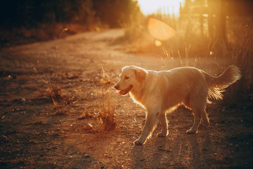 Hund spaziert entspannt auf einem Feld