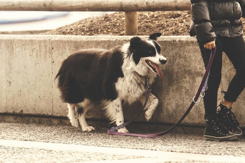 Hund hebt humpelnd das Bein während eines Spaziergangs – mögliche Gelenkprobleme.