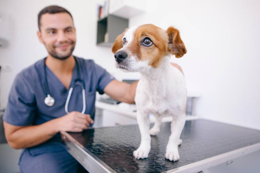 Hund wird vom Tierarzt untersucht