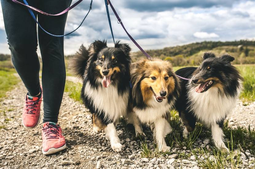 drei Hunde laufen draußen an der Leine