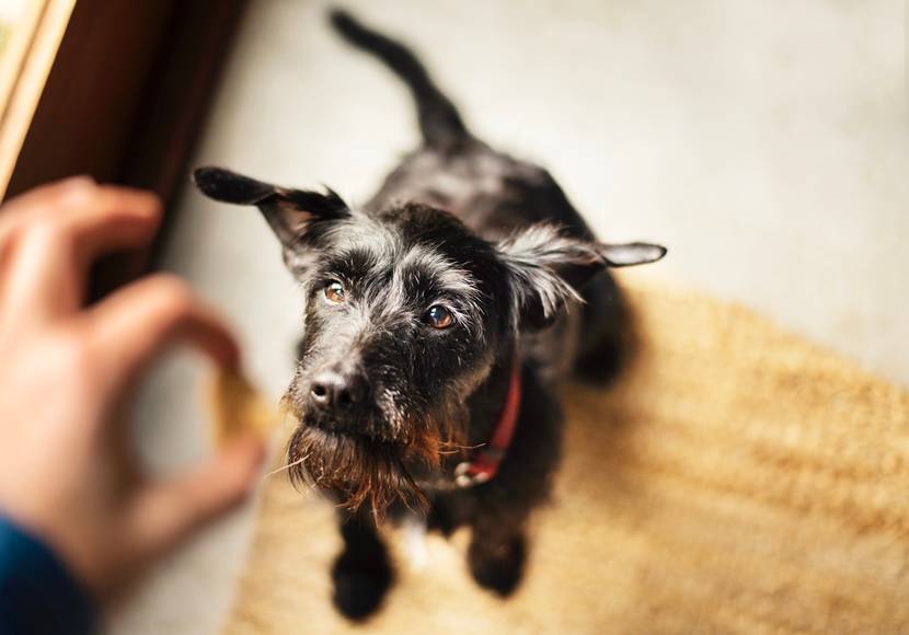 alter Hund schaut auf mammaly snack