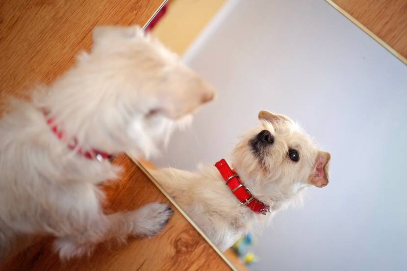 Hund betrachtet sein Spiegelbild