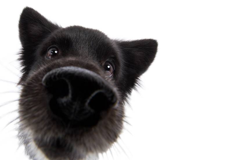 schwarzer Hund streckt Nase nah an Kameralinse