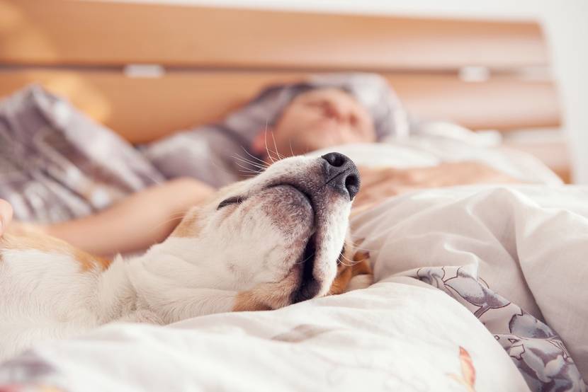 Hund schlafend im Bett reckt Nase hoch