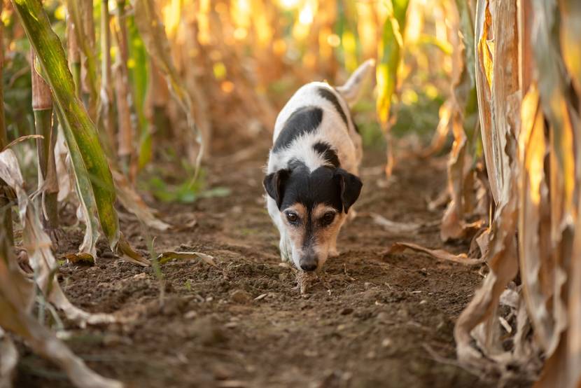 Hund läuft schnüffelnd durchs Feld