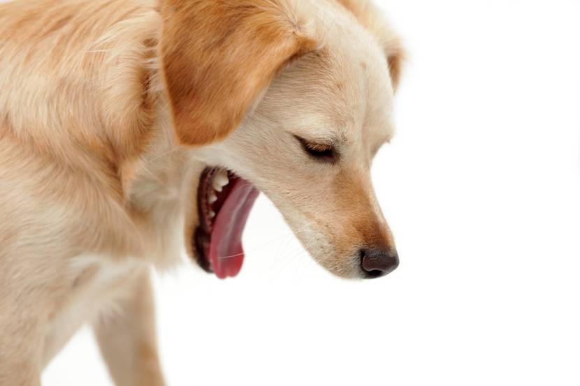 Hund würgt