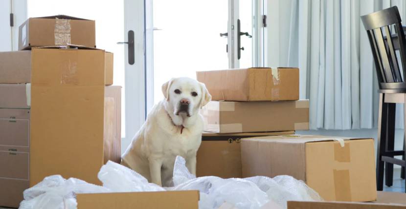 hund sitzt zwischen Umzugskartons