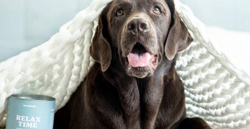 Hund unter decke mit Relax time dose