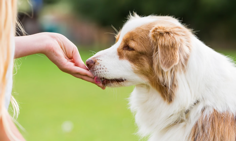 Hund leckt an Hand