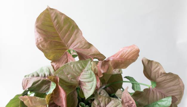 Syngodium Housepalnts By Leaf Envy