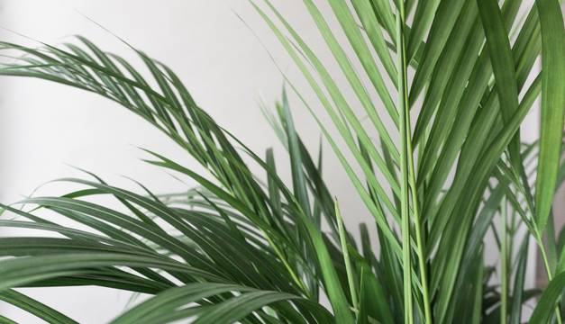 2 REASONS Your Areca Palm Leaves Turning Brown // Areca Palm Plant