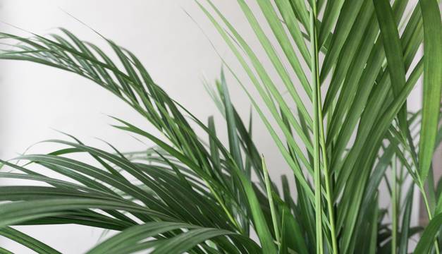 Butteryfly Palm Houseplants from Leaf Envy