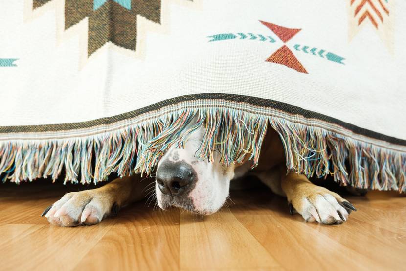 Hund lugt unter einer Decke hervor