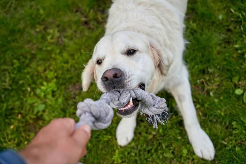 Hund zieht an Seil