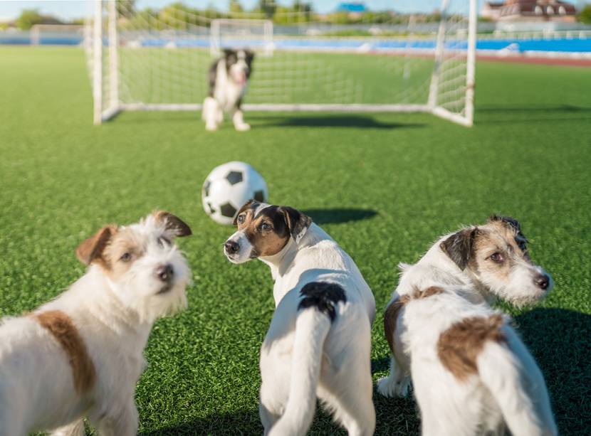 Hunde spielen Fußball