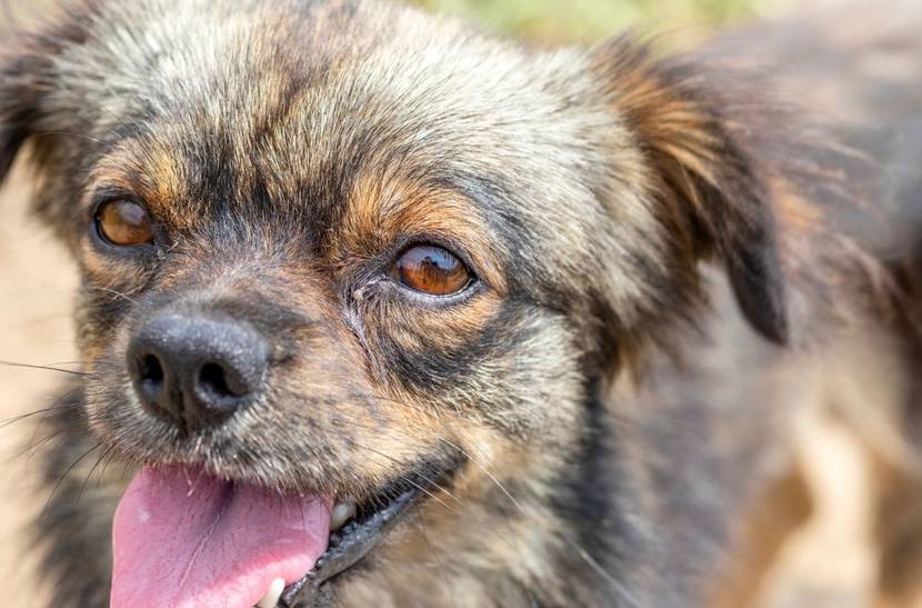 Hund mit verschmierten, verklebten, tränenden Augen