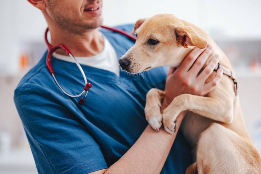 Hund auf dem Arm vom Tierarzt