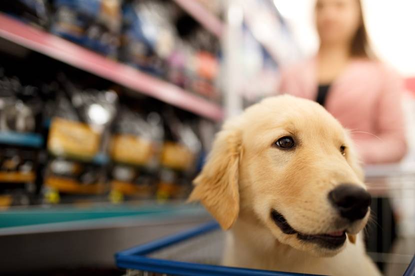 Golden Retriever vor Futterregal