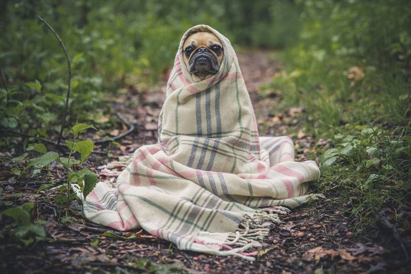 Mops in Decke eingewickelt