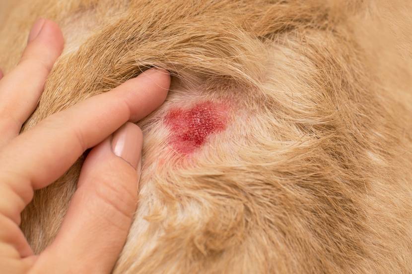offene dermatologische Wunde beim Hund
