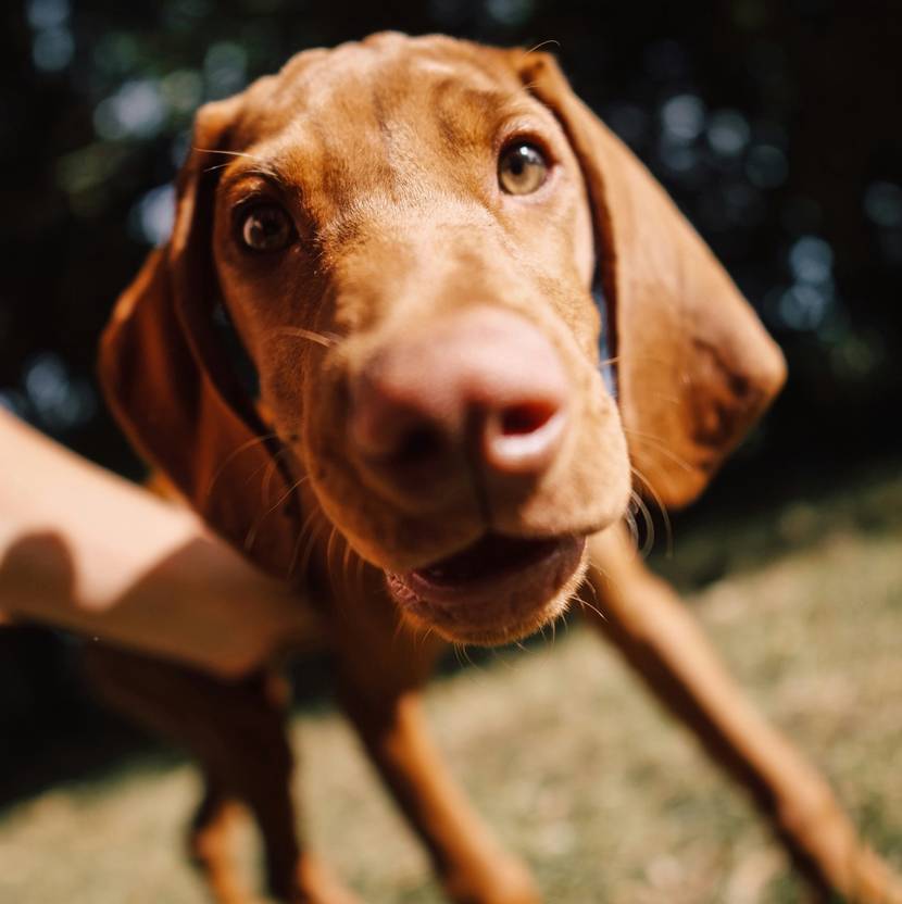 Neugieriger interessierter Hund schaut in die Kamera